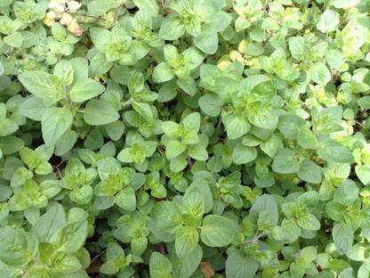 XOLDA Organic oregano herb Seed