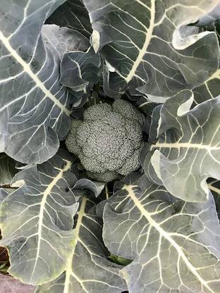 VibeX ® VXI-333 Godzilla F1 Broccoli Seeds Seed