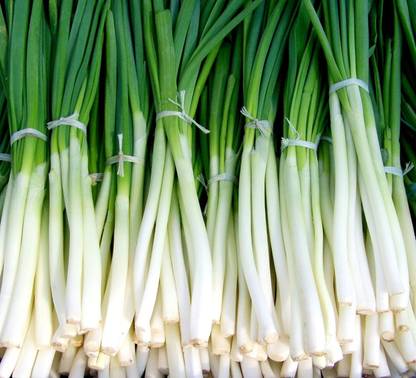 Qualtivate XXX-5A Fast-Growing Bunching Onion -"Ishikura Improved" Seed