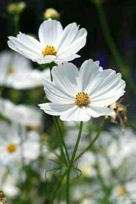 CYBEXIS NBIR-25 - Purity White Cosmos Flower - (90 Seeds) Seed
