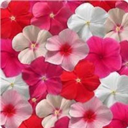 Biosnyg Vinca Flower Seeds - Mediterranean XP Series - Color Mix-[50 Seeds] Seed