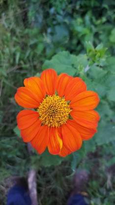 madrid Tithonia Red Flower Seed