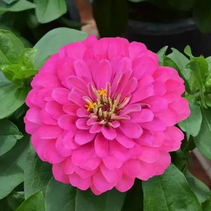 MAA Zinna Seed