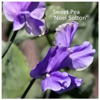 CYBEXIS Sweet Pea 'Noel Sutton' Seeds. Noel Sutton Sweet Peas Seed