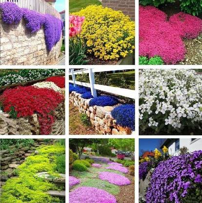 CYBEXIS PAU-96 - Creeping Thyme Ground Cover - (1350 Seeds) Seed