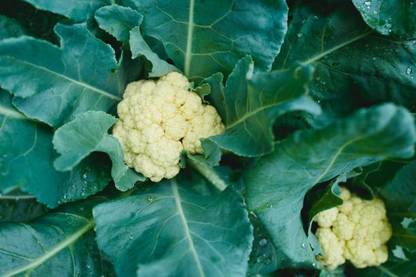 Persol white cauliflower,gobhee seeds Seed