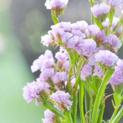 Biosnyg Statice Flower Garden Seeds - QIS Series -Lavender-[50 Seeds] Seed
