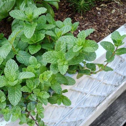 VibeX ® VLR-47 Sweet Mint Herb Seeds Seed