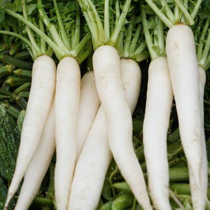 EcoFusion radish seeds Seed