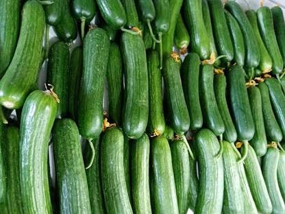 Lal teer Futi Kakudi/ Long Melon Seeds/Cucumber Seeds Seed