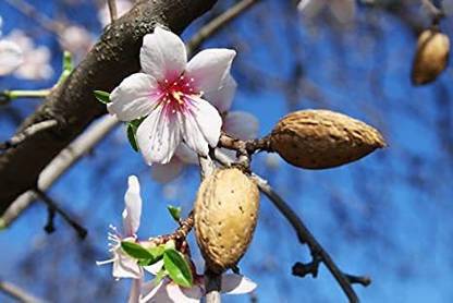 VibeX PAU-79 - Prunus Amygdalus/Almond/ Badam Plant - (30 Seeds) Seed