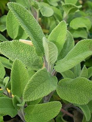 KNESSiN Sage Herb Pack[400 Seeds] Seed