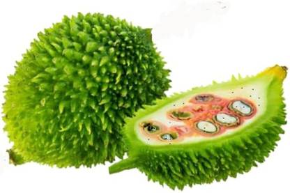 ibains Katola seeds Seed