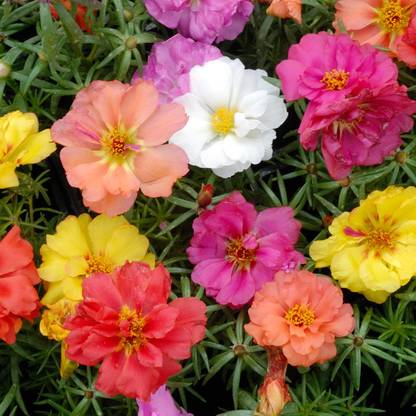AGRYSO Double Flowered Portulaca Moss Rose Mix (Portulaca grandiflora) Seed
