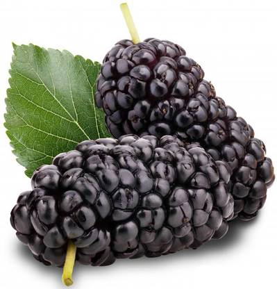 Nodoc Mulberry fruit Seed
