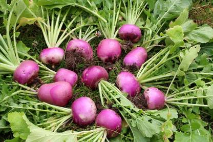 Aywal Turnip Purple TOP White Globe Seed