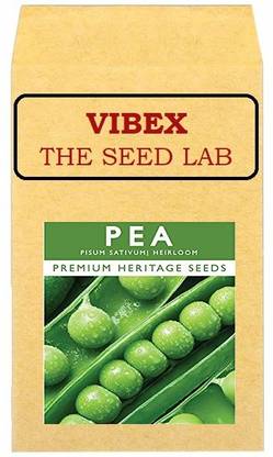 CYBEXIS Pea Hearloom Hybrid Seeds-250 Seeds Seed