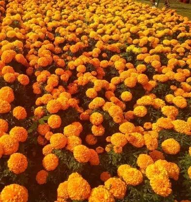 KISAN AGRO BEEJ BHANDAR Gendaphool Seed