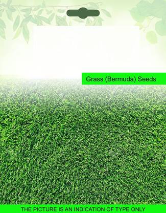 CYBEXIS Bermuda Grass200 Seeds Seed