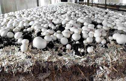 Arko Button Mushroom Spawn Grain Seeds – First Generation High Yield White Mycelium Seed