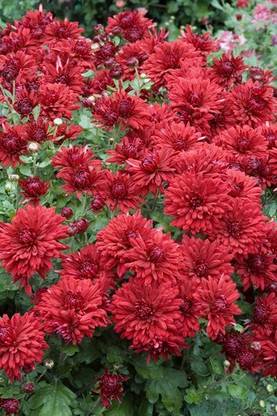 Vista Chrysanthemum ruby-mound-korean-mum Seed
