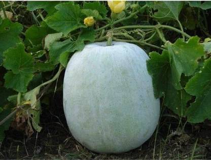 SREE Chal Kumro, White Pumpkin Seed