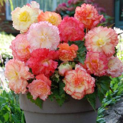 VibeX HUA-14 - Samba Begonia Pastel Mix - (90 Seeds) Seed