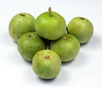 वेस्टेक टिंडा-रे इंडियन राउंड गार्ड -अच्छा प्रोड्यूसर बीज