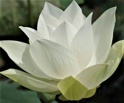 Seedsqlty White lotus flower seed, high germination (8 seeds) Seed