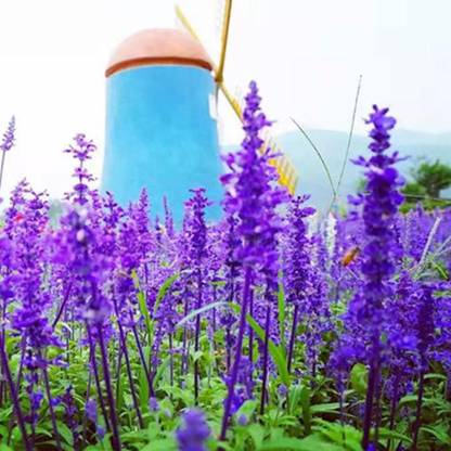 Qualtivate RES-2A Sage Sapphire Blue Salvia farinacea Seed