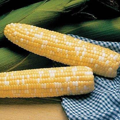 VibeX VVI-21 - Serendipity Triplesweet Hybrid Corn - (750 Seeds) Seed