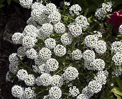 CYBEXIS Alyssum, Sweet Allison - White Variety Seed