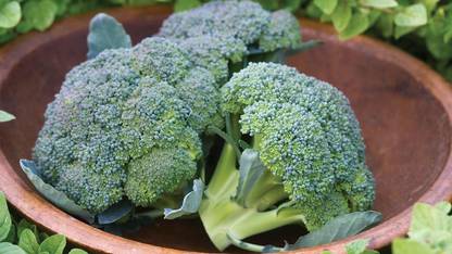 VibeX LXI-39 - Gypsy Broccoli - (450 Seeds) Seed
