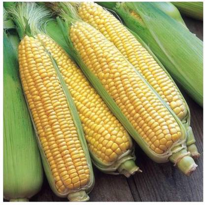 greenfarm NXC- Yellow Sweet Corn Seeds / Best Quality , 90 X Seeds , fgc110 Seed