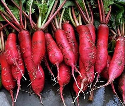 MAA Radish Red, Muli Seed