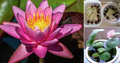 BDSresolve lotus flower seeds/Lotus seeds 24 Seed