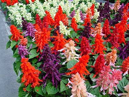 Lorvox Salvia Mix Flower Seed