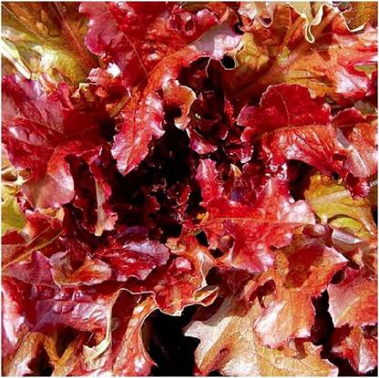 VibeX PUAS-60 - Red Salad Bowl Lettuce - (150 Seeds) Seed