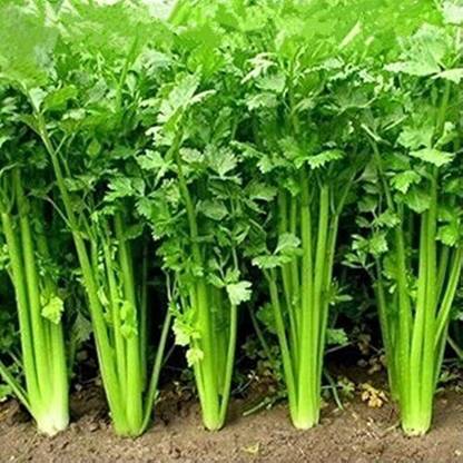 EcoFusion coriander seeds for planting Seed