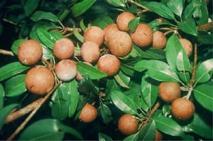 TRICONE Chikoo Seed