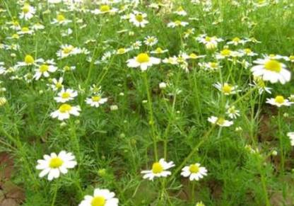 VibeX XLR-57 - German Chamomile Herb - (750 Seeds) Seed