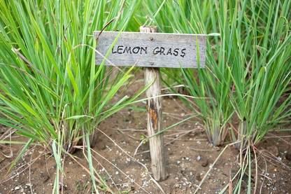 ALPINE HYBRID SEEDS LEMONE GRASS Seed
