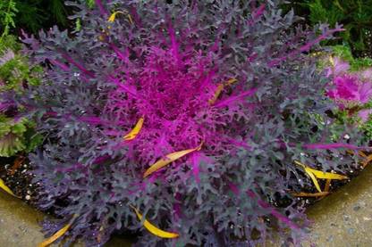CYBEXIS Flowering Kale Seeds Ornamental Kale Peacock Red Seed