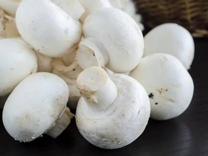 Lokhnath Enterprise Button Mushroom Seed Seed