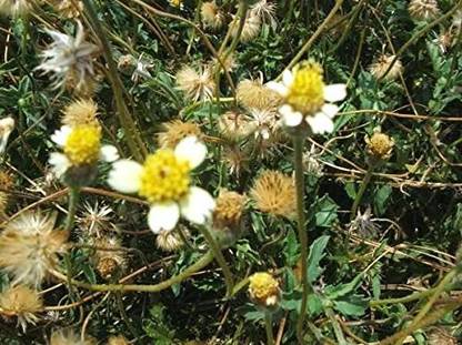Urancia Tal Muriya Ghamra Vishalya Karani Tridax Daisy Tridax Procumbens Dried Seed