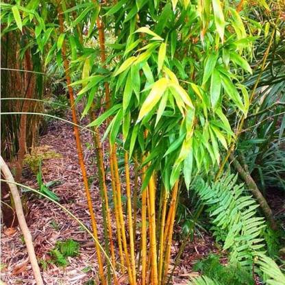 BDSresolve Bamboo fencing for gardening PACK OF 159 Seed