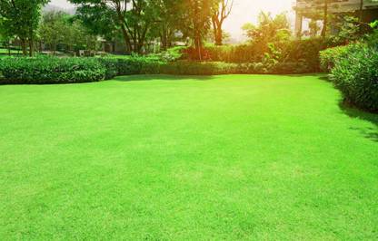 BDSresolve Home Gardening: Ideal Lawn Grass Seeds Pack of 7570 Seed