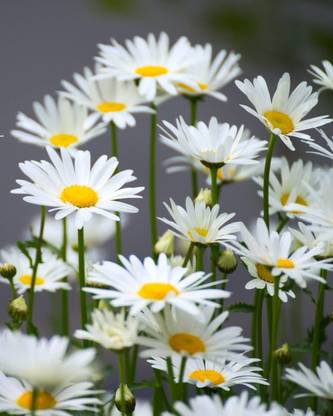 VibeX ® VMR-55 Chamomile Roman Chamaemelum Nobile Seed