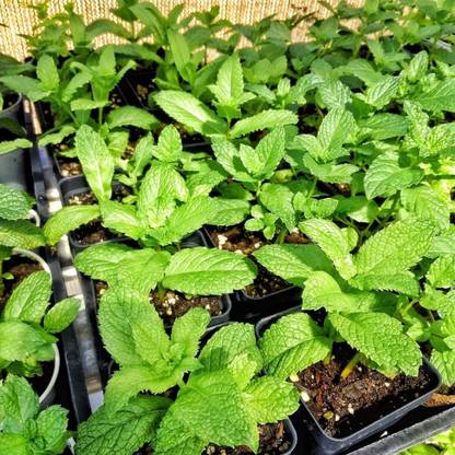 VibeX ® RXI-282 Mojito Mint Mentha x Villosa Seed
