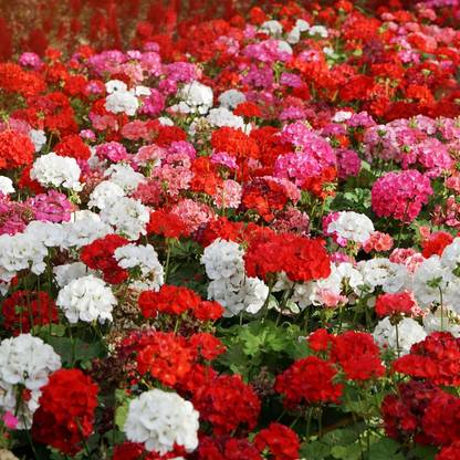 CRGO GERANIUM Seed